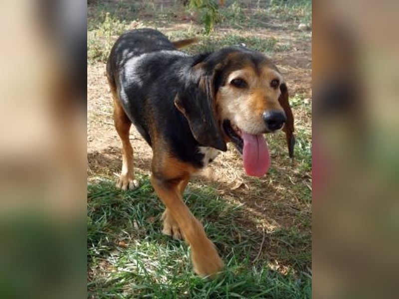 Kostas - eine sanfte Seele auf der Suche nach seinem Glück