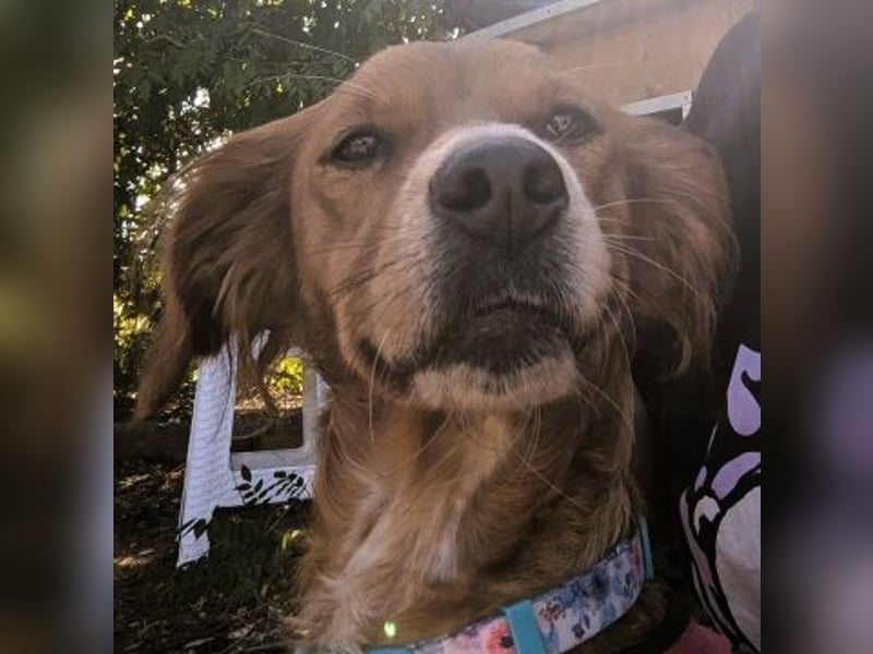 Sissi-charmante kleine Hundedame wartet auf ihr Glück