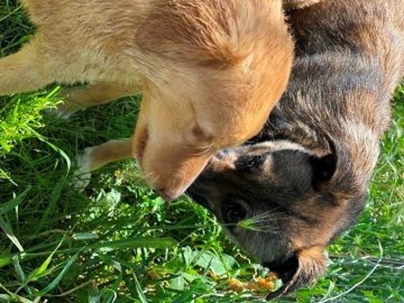 Zauberhafter Logan - sanfte zurückhaltende Seele