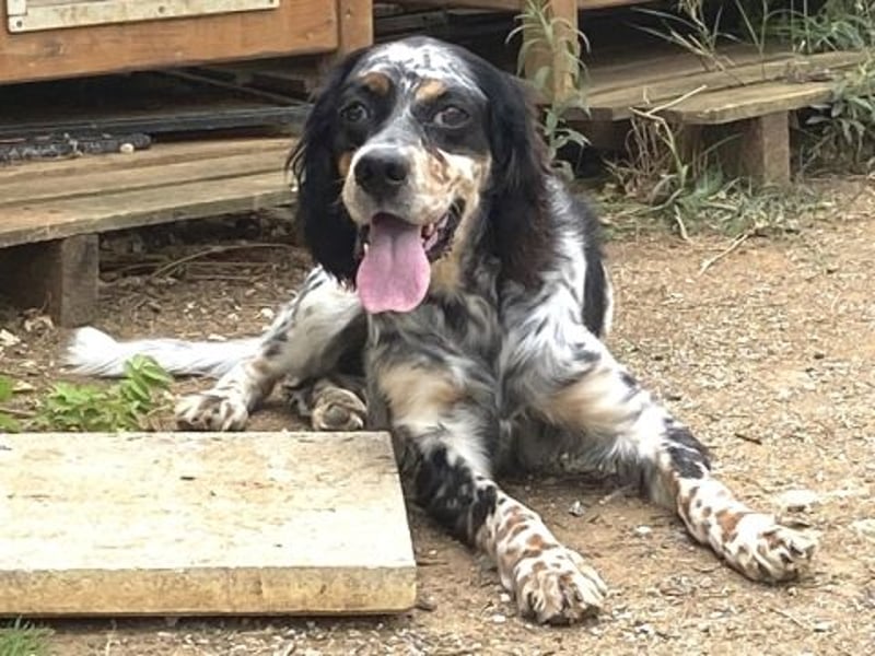 Lola - freundliche, menschenbezogene Setter-Mix-Hündin