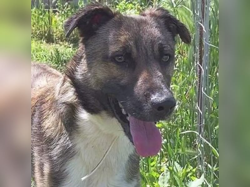 Zauberhafter Logan - sanfte zurückhaltende Seele