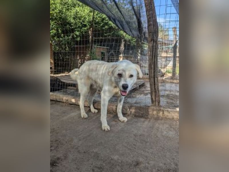 Freundlicher Kenny  sucht sein Glück