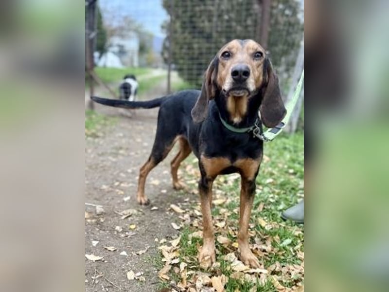 Sanfter Marco sucht sein Glück
