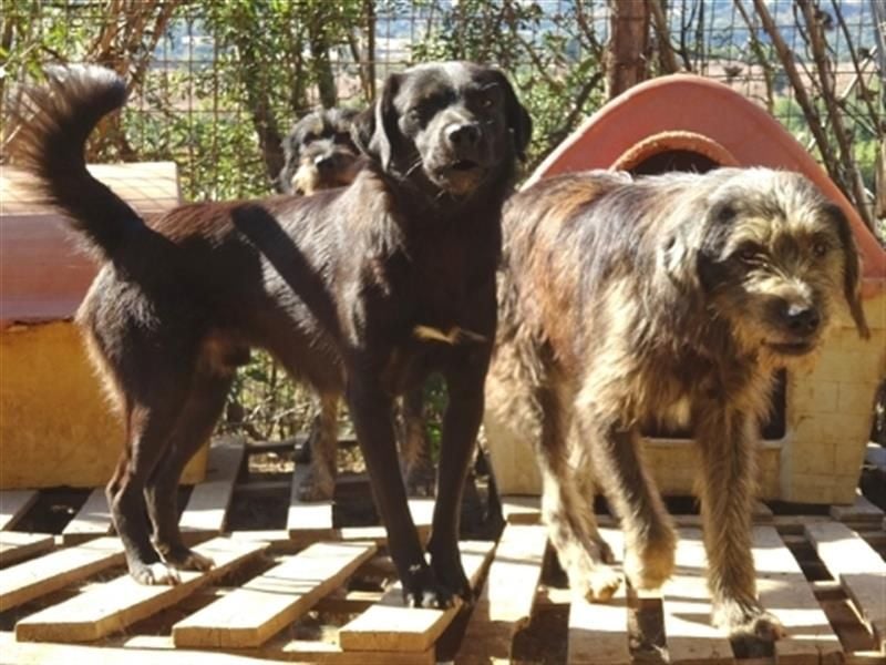 Fanis - wuscheliger Herzenshund