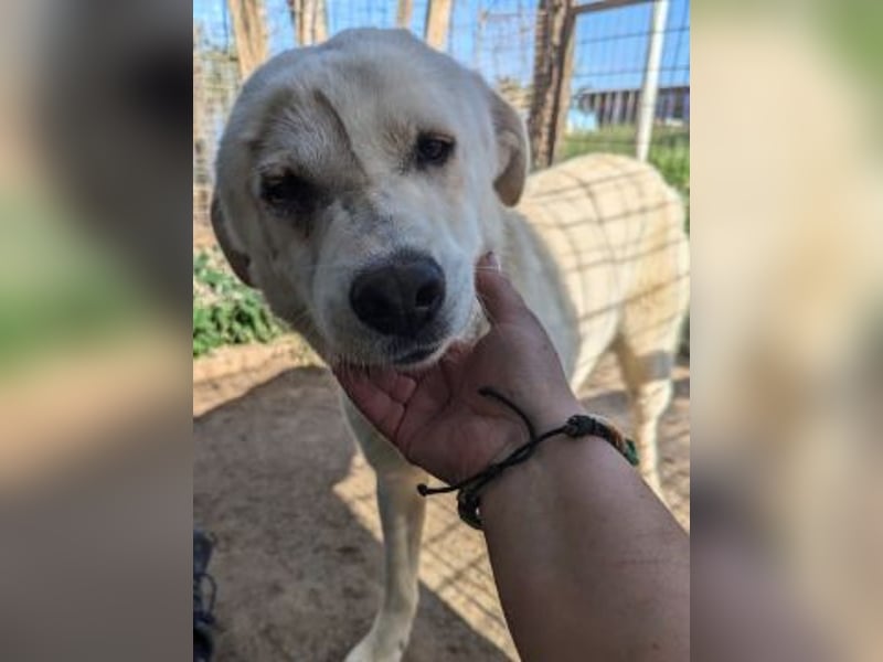 Freundlicher Kenny  sucht sein Glück