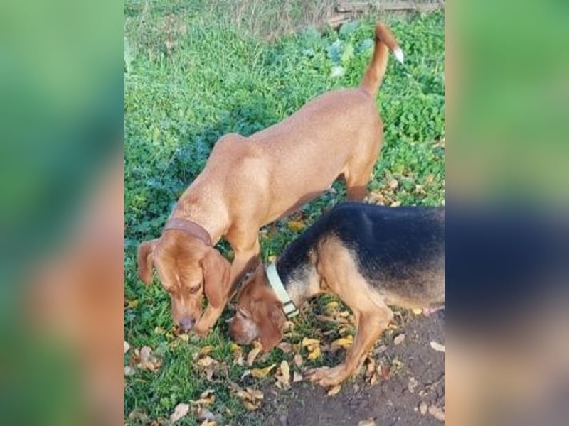 Toller verträglicher Manny - aufgeweckt aber lieb und verschmust