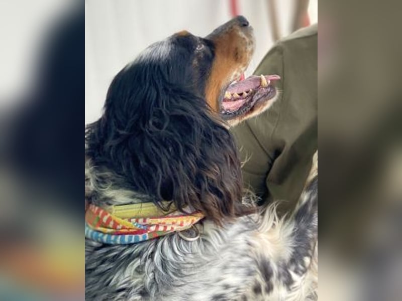 *Handicap* Lola - freundliche, menschenbezogene Setter-Mix-Hündin