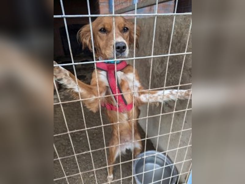 Sissi-charmante kleine Hundedame wartet auf ihr Glück