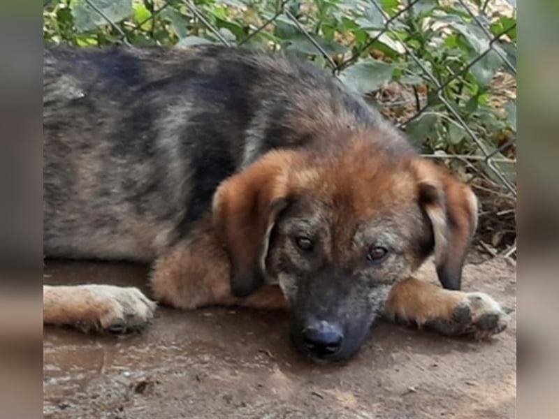 Siera - freundliches zurückhaltendes Hundemädchen
