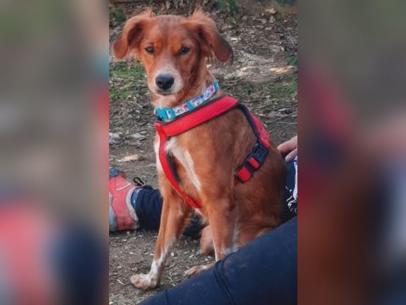 Sissi-charmante kleine Hundedame wartet auf ihr Glück