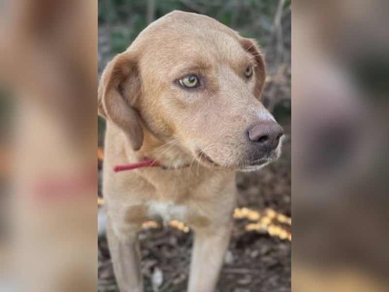Gretel - lernbegierige schöne Junghündin