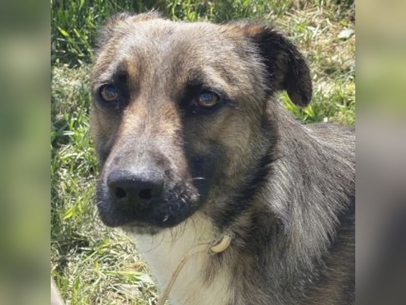 Zauberhafter Logan - sanfte zurückhaltende Seele