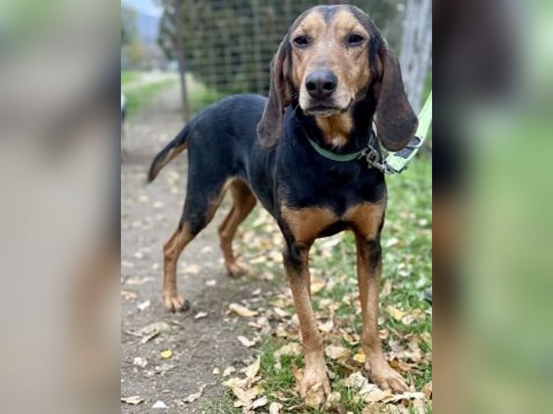 Sanfter Marco sucht sein Glück