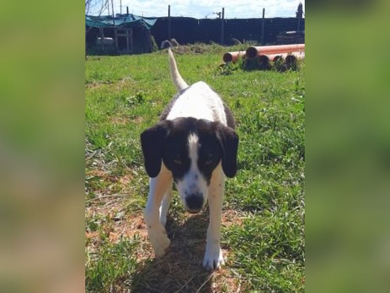 freundliche Lizy sucht ihre Menschen