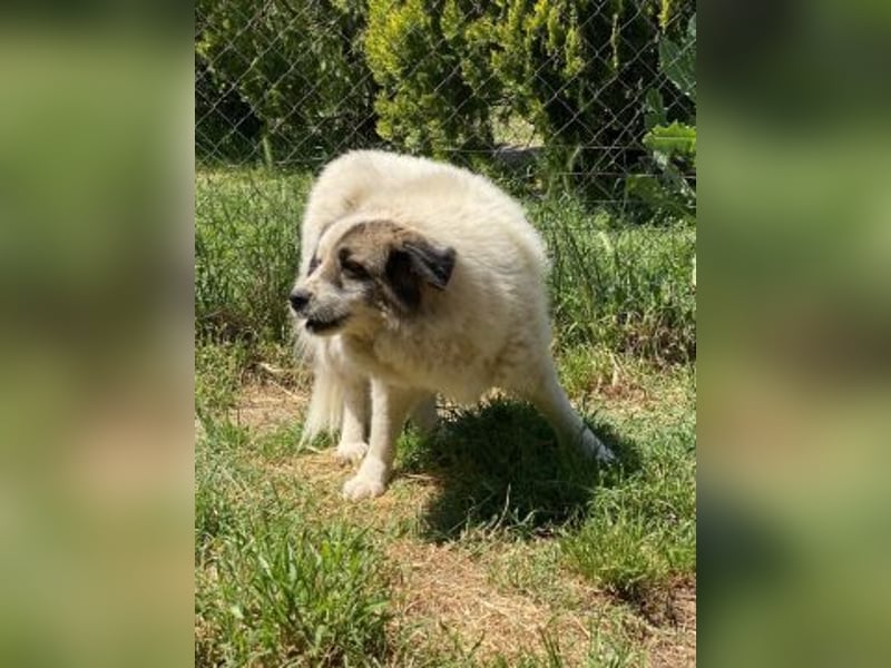 Anezia - feines, zurückhaltendes Hundemädchen