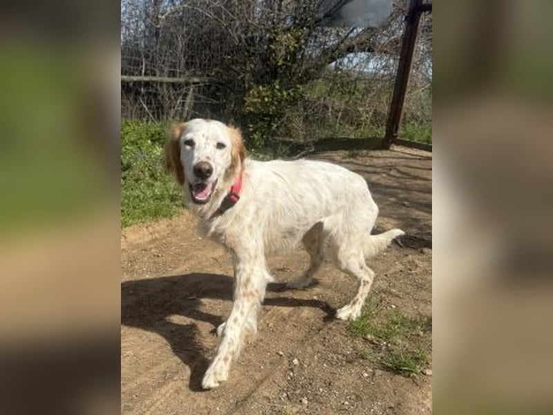 Bezaubernde Marilia sucht ihr Glück