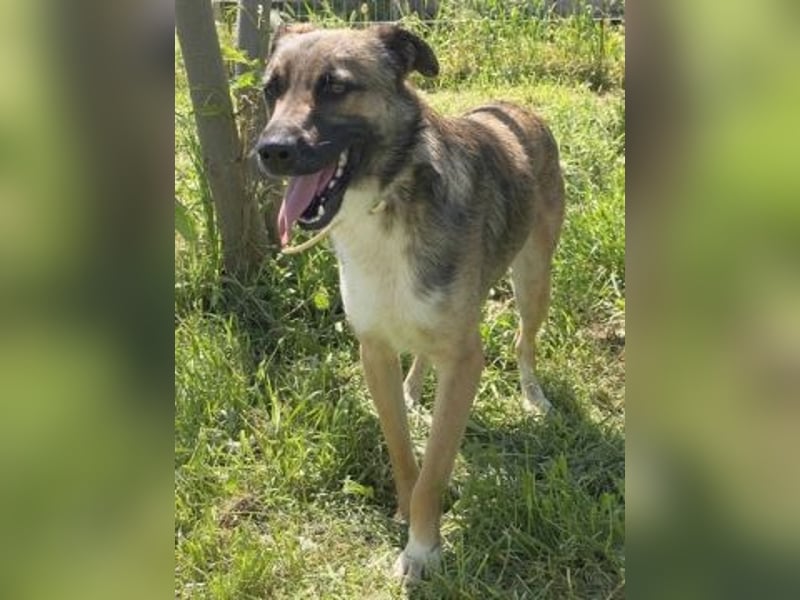 Zauberhafter Logan - sanfte zurückhaltende Seele