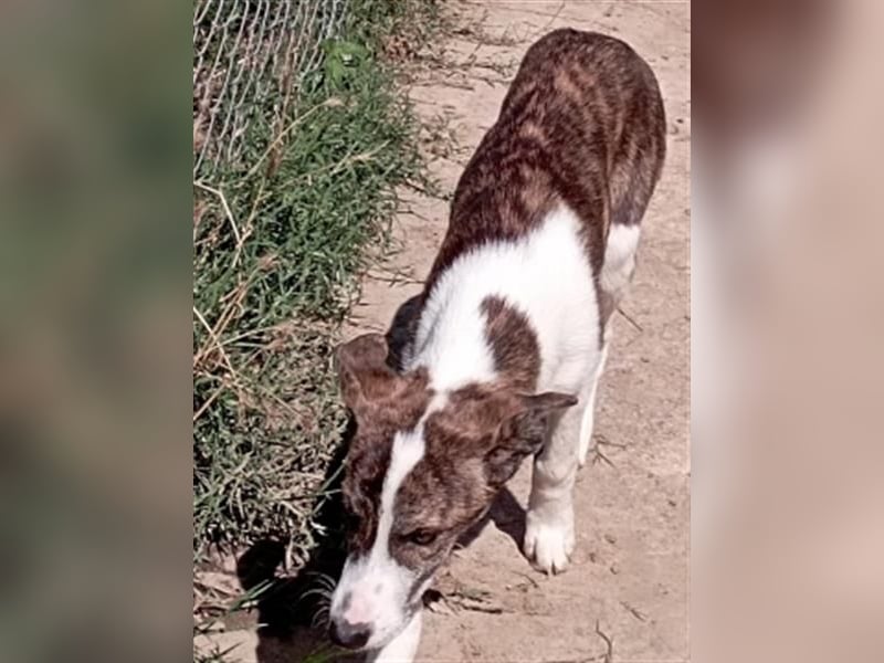 LINA - aufgewecktes und verträgliches Hundemädchen