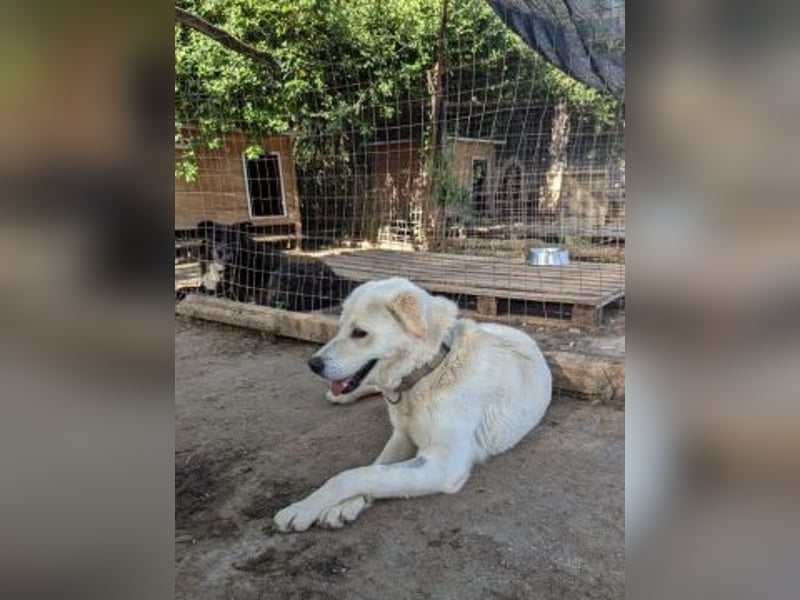 Freundlicher Kenny  sucht sein Glück