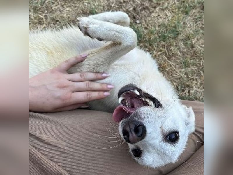 *Reserviert* Sonnenschein Hazel - sucht ihr Glück