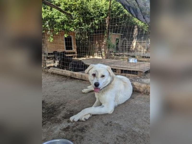 Freundlicher Kenny  sucht sein Glück