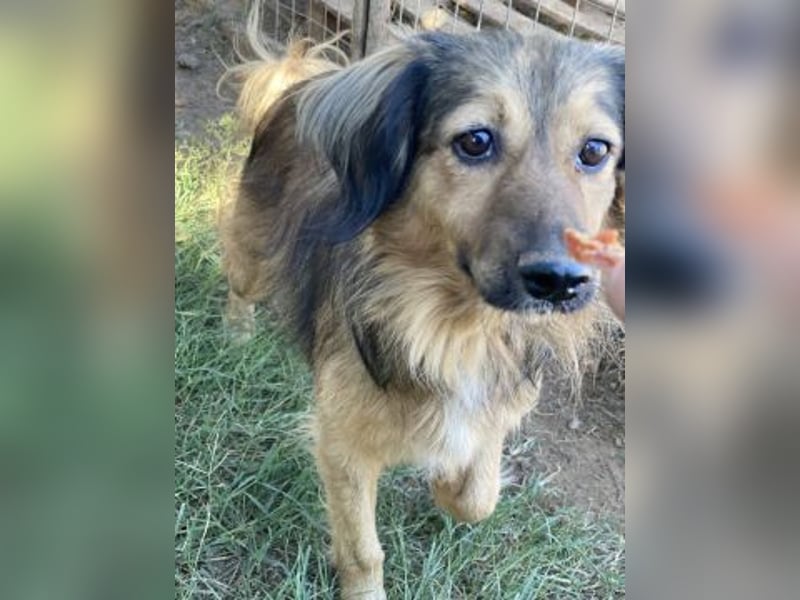 hübsche Zelda - Herzenshündin sucht ihre Menschen