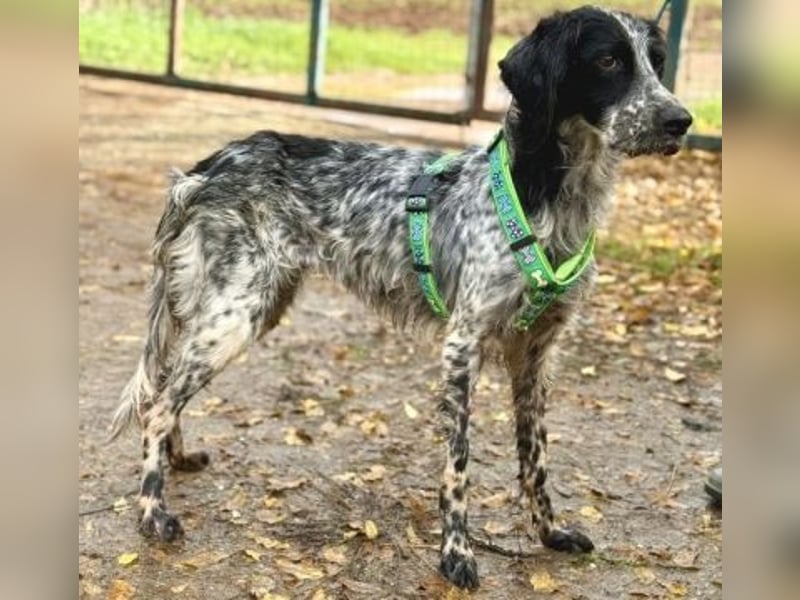*Reserviert* Freundliche Claudia - ein Herz auf 4 Pfoten