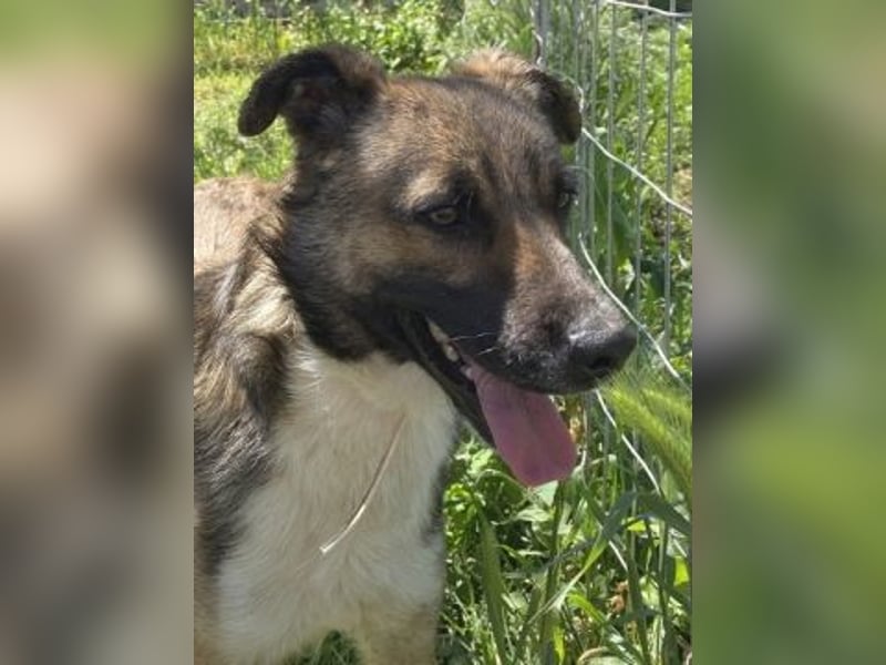 Zauberhafter Logan - sanfte zurückhaltende Seele