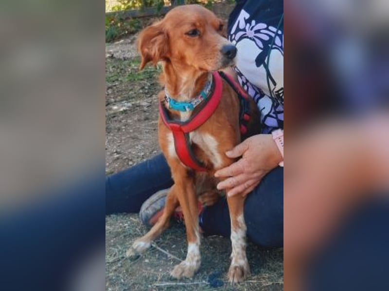 Sissi-charmante kleine Hundedame wartet auf ihr Glück