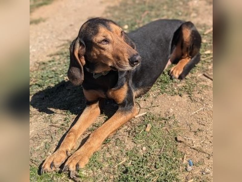 Sanfter Marco sucht sein Glück