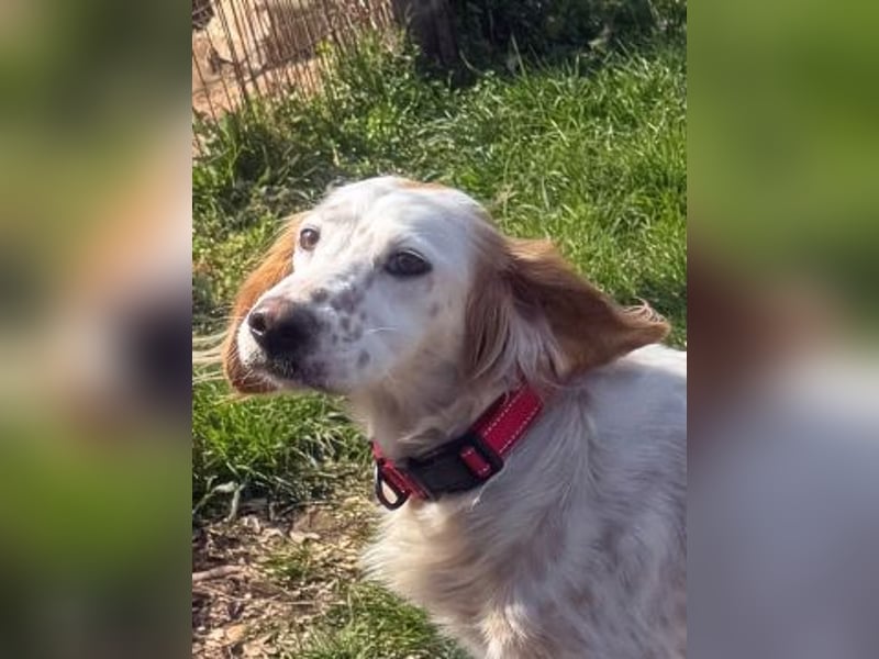 Bezaubernde Marilia sucht ihr Glück