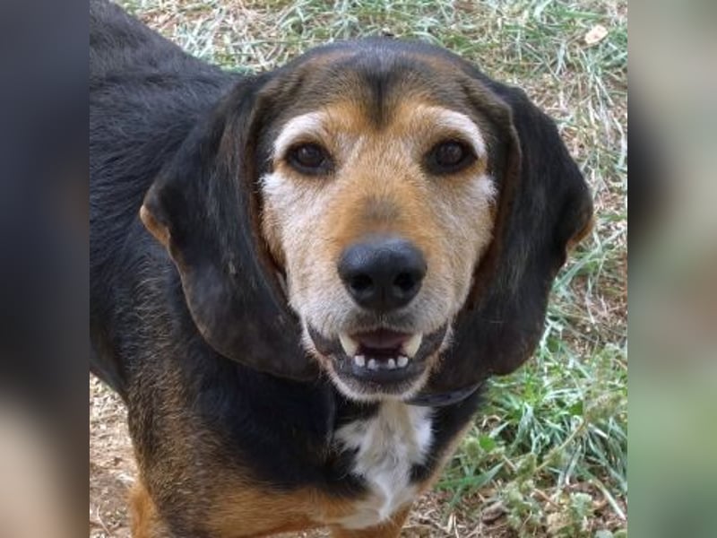 Kostas - eine sanfte Seele auf der Suche nach seinem Glück