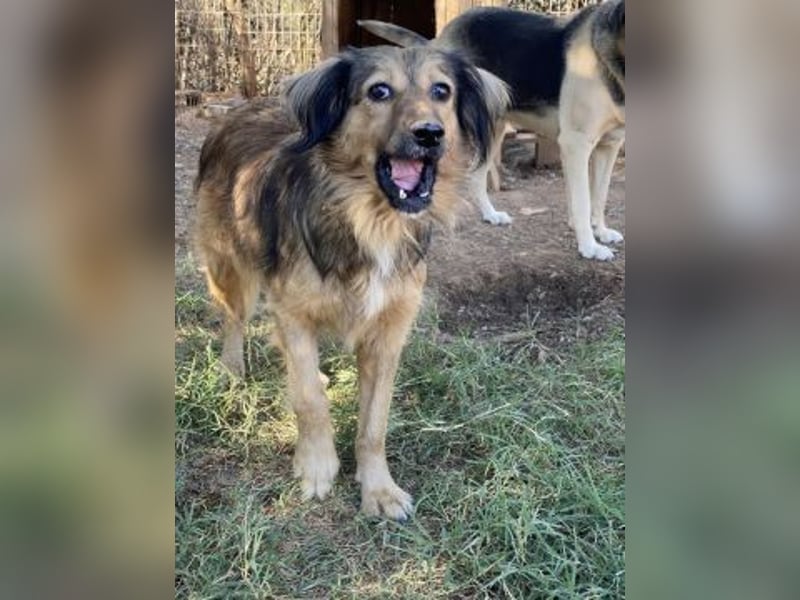 hübsche Zelda - Herzenshündin sucht ihre Menschen