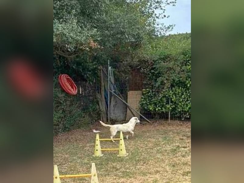 Freundliche Clara sucht ihr Für immer Zuhause