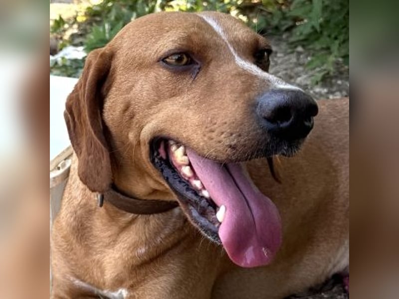 Toller verträglicher Manny - aufgeweckt aber lieb und verschmust