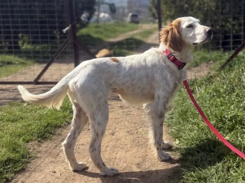 Bezaubernde Marilia sucht ihr Glück