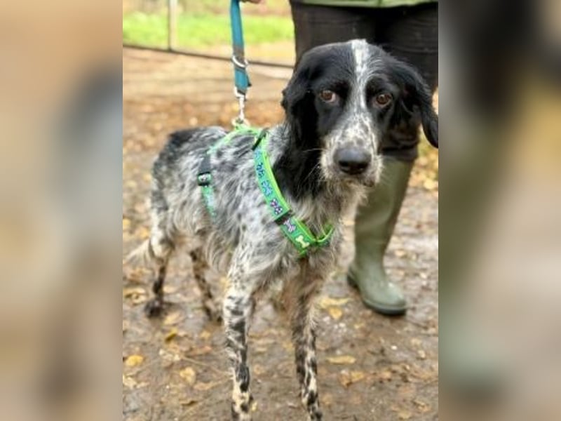 *Reserviert* Freundliche Claudia - ein Herz auf 4 Pfoten