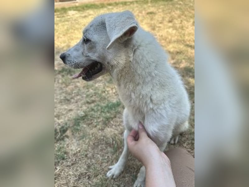 *Reserviert* Sonnenschein Hazel - sucht ihr Glück