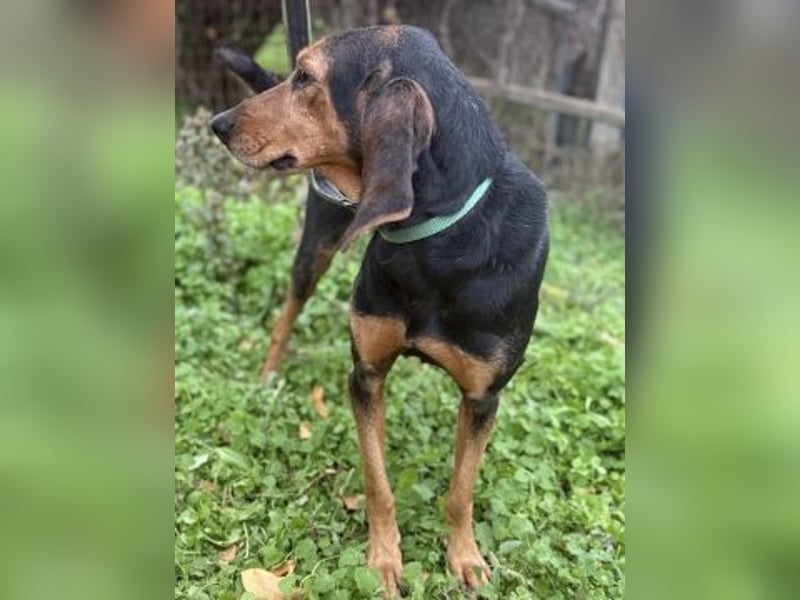 Sanfter Marco sucht sein Glück