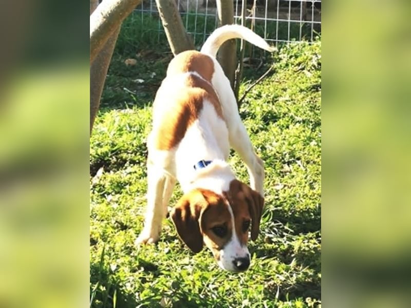 LEVI - zurückhaltender feiner Kerl sucht SEINE Menschen