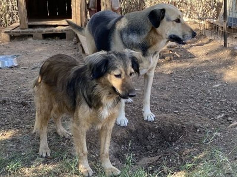 hübsche Zelda - Herzenshündin sucht ihre Menschen