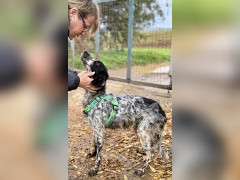 *Reserviert* Freundliche Claudia - ein Herz auf 4 Pfoten