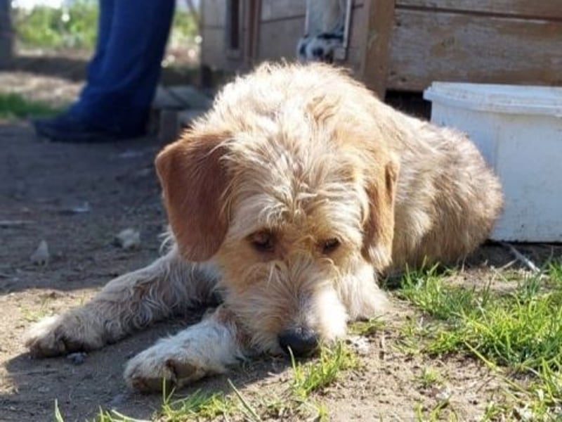 Simon - junger Sonnenschein sucht seine Menschen