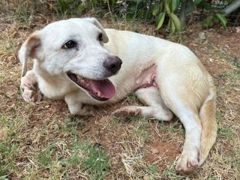 Freundliche Clara sucht ihr Für immer Zuhause