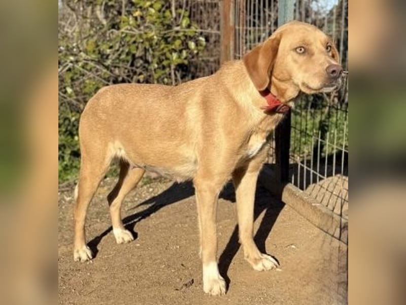 Gretel - lernbegierige schöne Junghündin