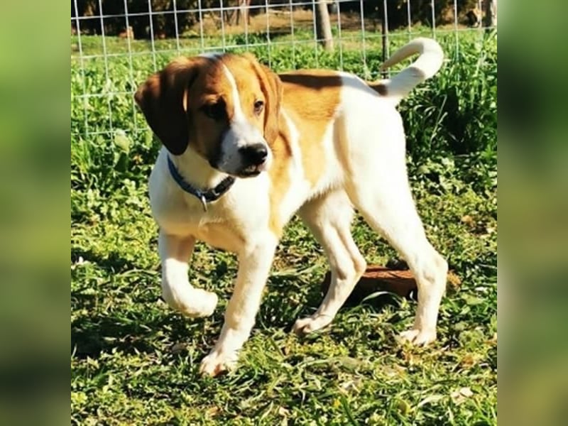 LEVI - zurückhaltender feiner Kerl sucht SEINE Menschen