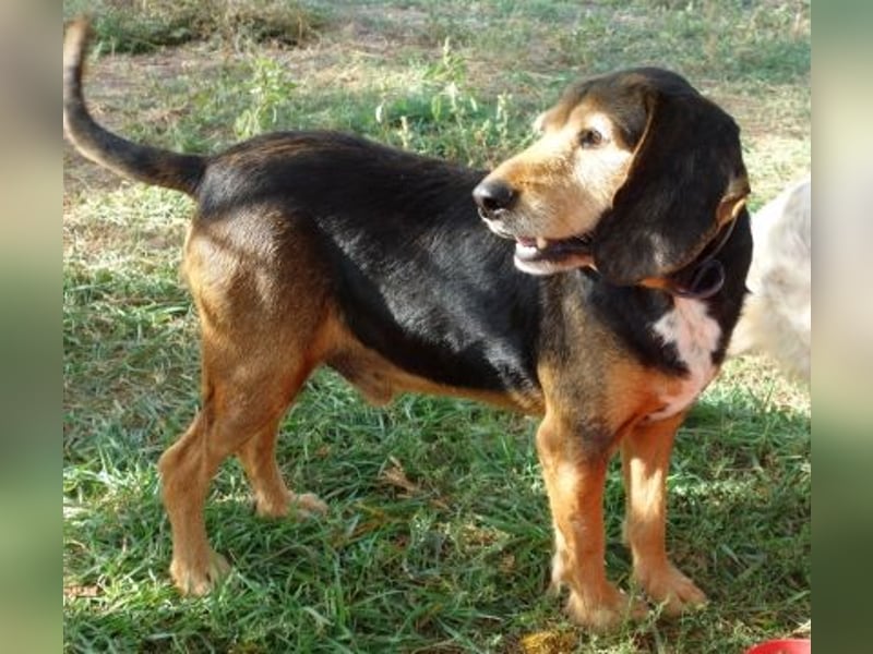 Kostas - eine sanfte Seele auf der Suche nach seinem Glück