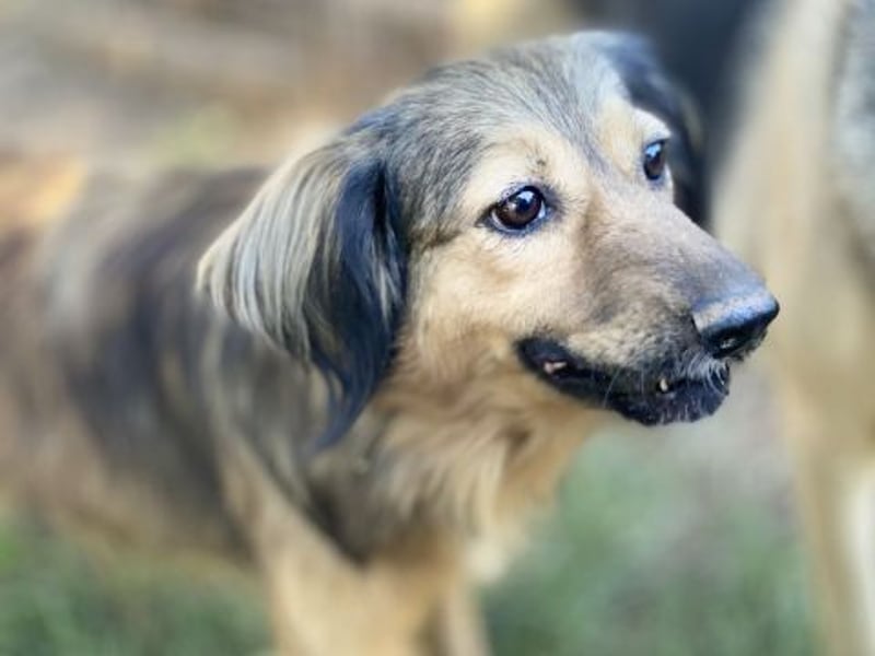 hübsche Zelda - Herzenshündin sucht ihre Menschen