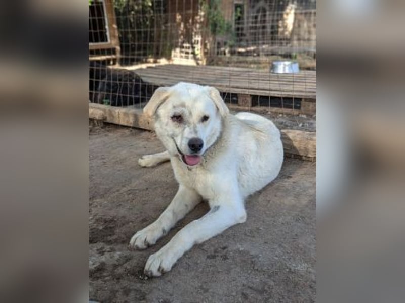 Freundlicher Kenny  sucht sein Glück