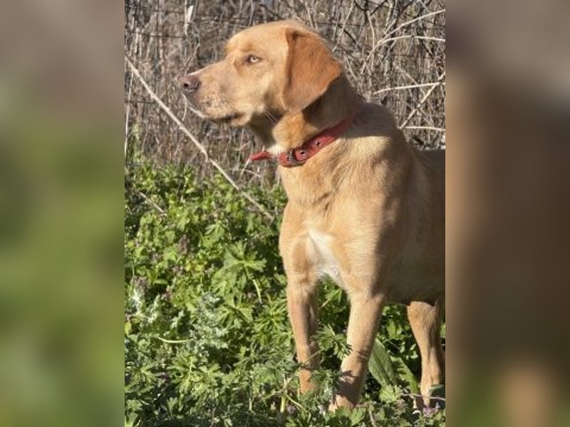 Gretel - lernbegierige schöne Junghündin